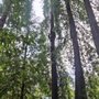 Photo of Greenview Tree Care