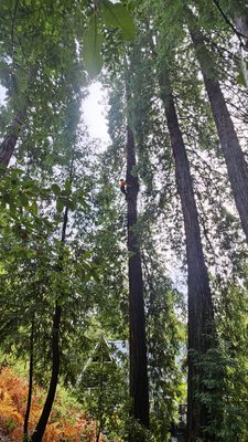 Greenview Tree Care on Yelp