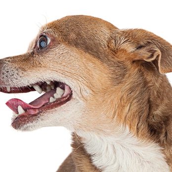 Dogma Pet Portraits - Pet Photography Near Me - Costa Mesa, California