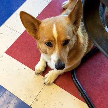 JC Graphix - Quite the charmer. Was greeted very kindly by this very elegant English Corgi. - Graphic Design Near Me - Vacaville, California
