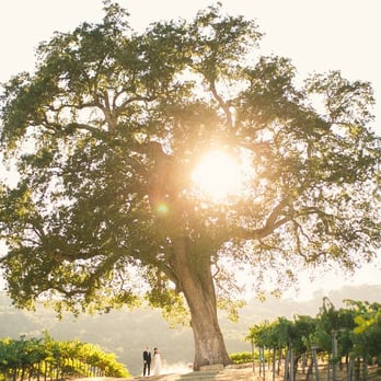 A Perfect Day - Vintage Farmhouse Vineyard Wedding, HammerSky - Wedding Planning Near Me - Paso Robles, California A Perfect Day - Vintage Farmhouse Vineyard Wedding, HammerSky - Wedding Planning Near Me - Paso Robles, California