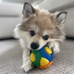 Togs For Dogs & Cats Too