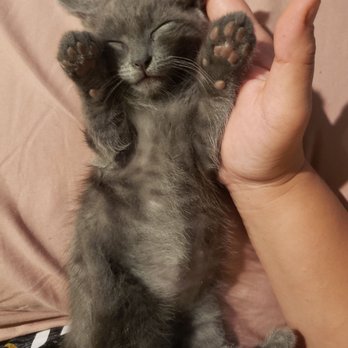 Southeast Area Animal Control Authority - Dropped off this cutie I found 9/7/19... Looks like a russian blue. Please adopt her. - Animal Shelters Near Me - Downey, California Southeast Area Animal Control Authority - Dropped off this cutie I found 9/7/19... Looks like a russian blue. Please adopt her. - Animal Shelters Near Me - Downey, California