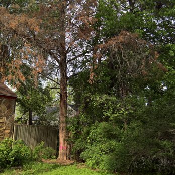 Sal's Landscape & Tree Service - Before picture. This is an Old Cedar Tree that died.  I guess I can't deny Climate Change any longer. - Tree Services Near Me - Fort Worth, Texas
