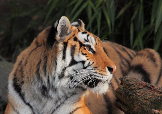 Oregon Zoo by null