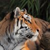 Oregon Zoo gift card