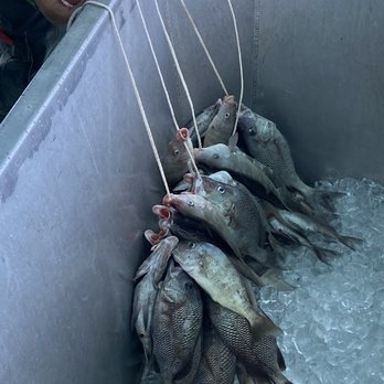 Double Eagle Deep Sea Fishing - The catch - Fishing Near Me - Clearwater Beach, Florida Double Eagle Deep Sea Fishing - The catch - Fishing Near Me - Clearwater Beach, Florida
