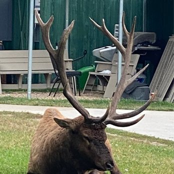 Wayfinder - Chilling outside - American Near Me - Estes Park, Colorado Wayfinder - Chilling outside - American Near Me - Estes Park, Colorado