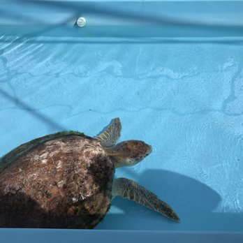 Loggerhead Marinelife Center - Community Service/Non-Profit Near Me - Juno Beach, Florida Loggerhead Marinelife Center - Community Service/Non-Profit Near Me - Juno Beach, Florida