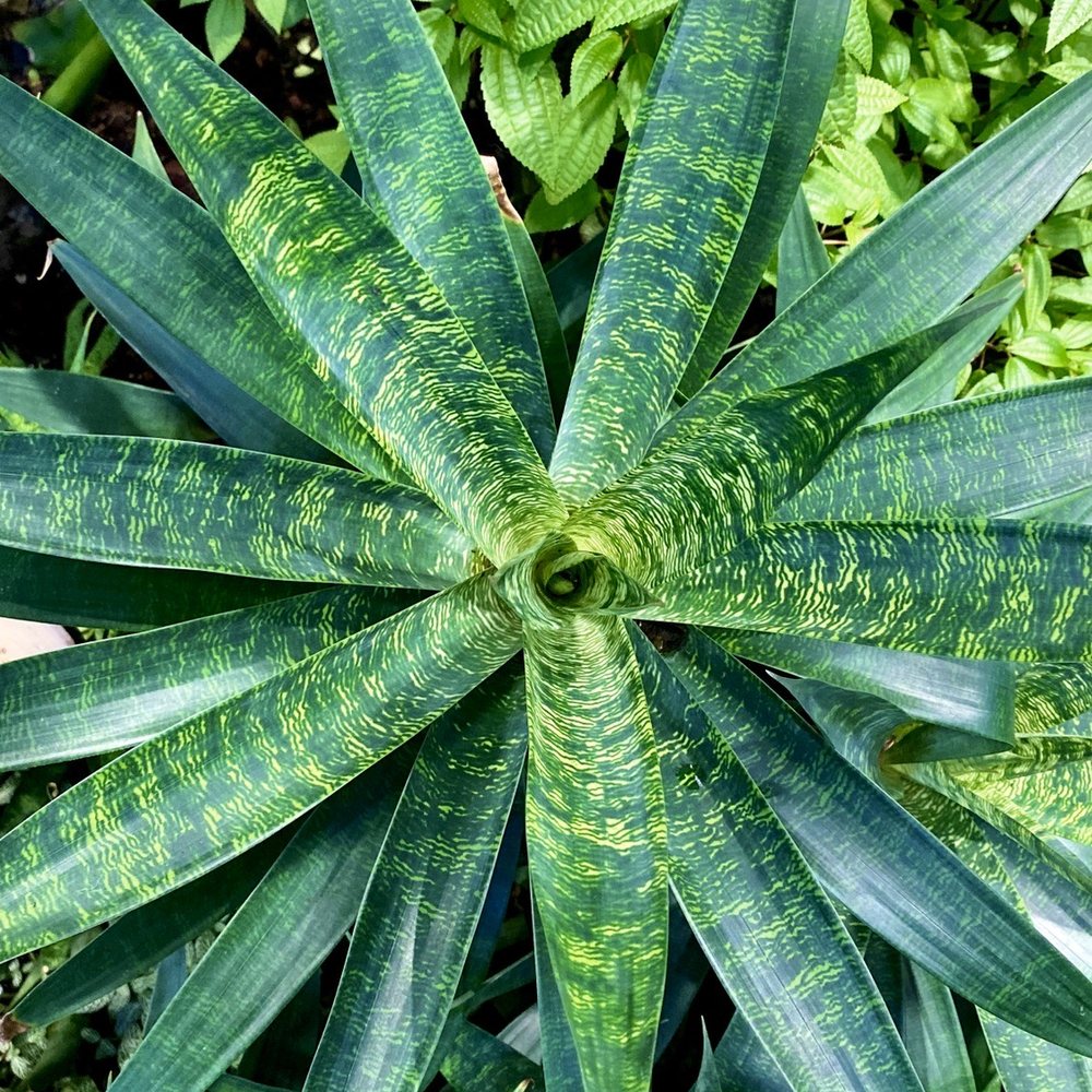 Amazon Spheres - Plants on floor 1 - Botanical Gardens Near Me - Seattle, Washington Amazon Spheres - Plants on floor 1 - Botanical Gardens Near Me - Seattle, Washington