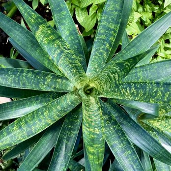 Amazon Spheres - Plants on floor 1 - Botanical Gardens Near Me - Seattle, Washington