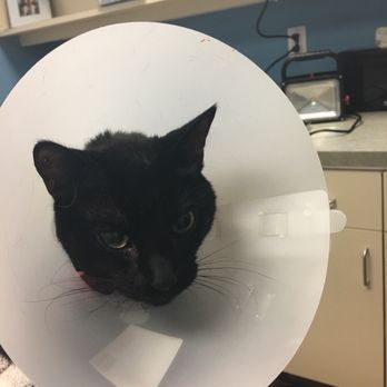 vetco rabies certificate