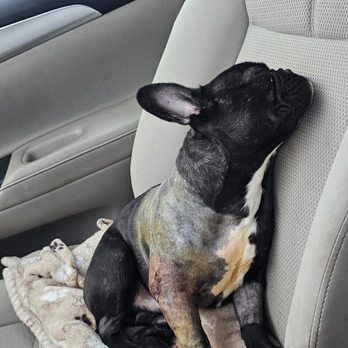 C & C Pet Sitting - On our way to work! He was no fool, he figured out where his medicine was... smart boy - Pet Sitting Near Me - Streetsboro, Ohio C & C Pet Sitting - On our way to work! He was no fool, he figured out where his medicine was... smart boy - Pet Sitting Near Me - Streetsboro, Ohio