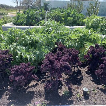 Houston Botanic Garden - Kale and artichoke - Venues & Event Spaces Near Me - Houston, Texas Houston Botanic Garden - Kale and artichoke - Venues & Event Spaces Near Me - Houston, Texas