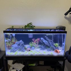 All plants except the Monte Carlo, frogbit and anubias are plants from Tsunami Aquatics. Healthy and thriving!
