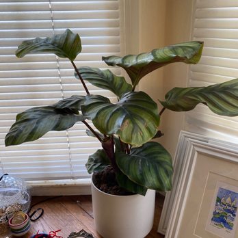Clement Nursery - Love this big leafed one (sorry I can't remember all the names) - Nurseries & Gardening Near Me - San Francisco, California Clement Nursery - Love this big leafed one (sorry I can't remember all the names) - Nurseries & Gardening Near Me - San Francisco, California