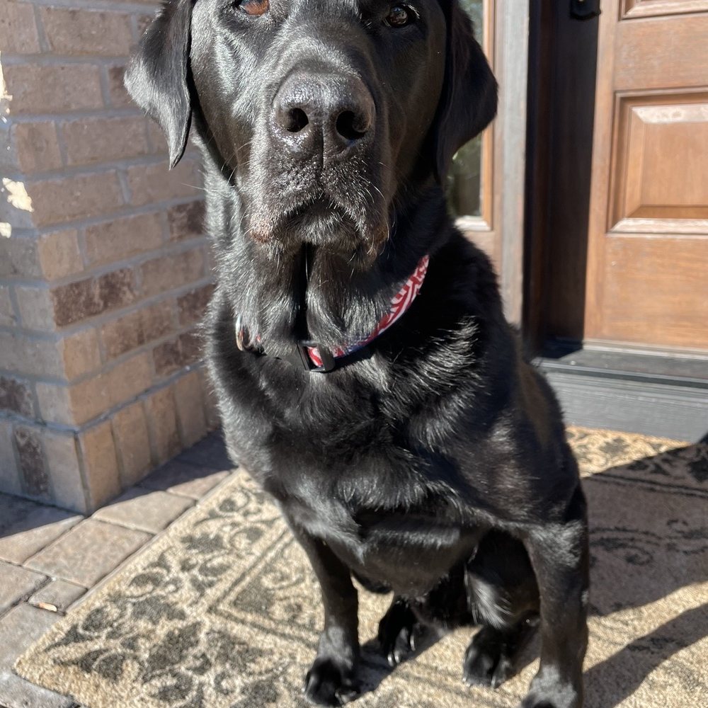 March 18, 2020 Open Letter to Federal, State \u0026 Local Government Officials  Regarding Pets and COVID-19 Precautions We in the, image size:1000x1000