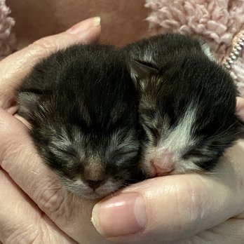 North Valley Veterinary Clinic - New born kittens... - Veterinarians Near Me - Granada Hills, California North Valley Veterinary Clinic - New born kittens... - Veterinarians Near Me - Granada Hills, California