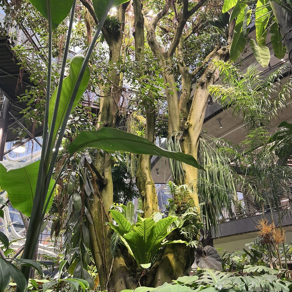 Amazon Spheres - Botanical Gardens Near Me - Seattle, Washington