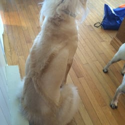 Fetching Pet Grooming - Our Doodles amazing most recent Groomimg. Suspenders!