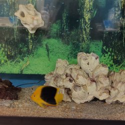 Coral Sea Aquariums - A rock beauty angel with some blennies in one of my aquariums.