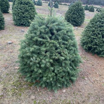 Henry's Christmas Tree Farm - Christmas Trees Near Me - Hope, Rhode Island Henry's Christmas Tree Farm - Christmas Trees Near Me - Hope, Rhode Island