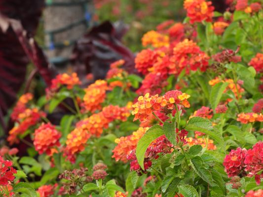 Cincinnati Zoo & Botanical Garden by null