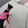 Photo of Train Your Human Dog Training