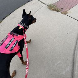 Train Your Human Dog Training