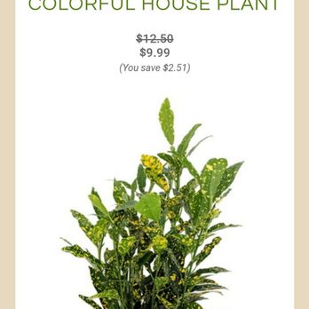Hirt's Gardens - What I ordered. - Nurseries & Gardening Near Me - Wadsworth, Ohio Hirt's Gardens - What I ordered. - Nurseries & Gardening Near Me - Wadsworth, Ohio