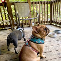 Sun Retreats Lancaster County - Screened porch of our pet friendly cabin