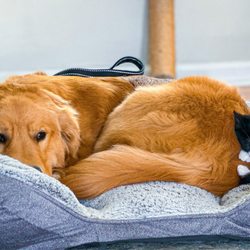 The Virginia School for Dogs - Dogs are welcomed into our home, where they learn to relax and live comfortably in a real household environment.