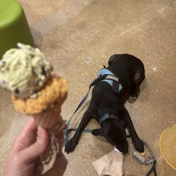 Van Leeuwen Ice cream - Pup cup made from Vegan Vanilla - Ice Cream & Frozen Yogurt Near Me - Dallas, Texas Van Leeuwen Ice cream - Pup cup made from Vegan Vanilla - Ice Cream & Frozen Yogurt Near Me - Dallas, Texas