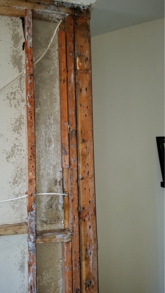 La Jolla Mold Testing - mold inspector in La Jolla, CA