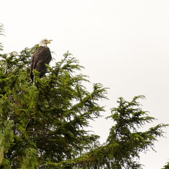 Lighthouse Excursion - Bald Eagle - Boat Tours Near Me Lighthouse Excursion - Bald Eagle - Boat Tours Near Me