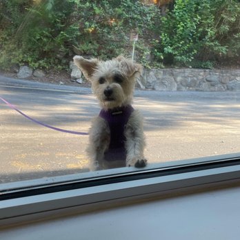 Matters Coffee - My pup wishing she could come in! - Coffee & Tea Near Me - Croton-on-Hudson, New York Matters Coffee - My pup wishing she could come in! - Coffee & Tea Near Me - Croton-on-Hudson, New York