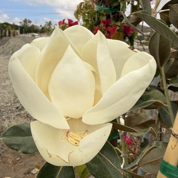 Tierra Blooms Nursery - Magnolia - Nurseries & Gardening Near Me - Menifee, California Tierra Blooms Nursery - Magnolia - Nurseries & Gardening Near Me - Menifee, California