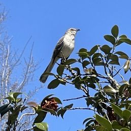 Northern Mockingbird making lots of noise Northern Mockingbird making lots of noise
