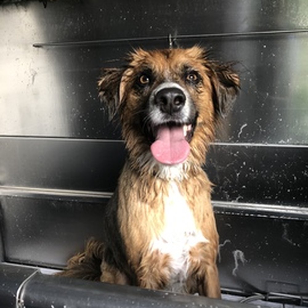 Clean Cut Grooming - Pet Groomers Near Me - Tarzana, California