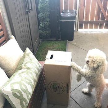 Patio Pet Life - Jax is so excited for his fresh grass delivery! - Pet Services Near Me Patio Pet Life - Jax is so excited for his fresh grass delivery! - Pet Services Near Me