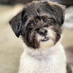 Camp Bow Wow Anaheim