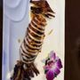 Izumi Sushi and Hibachi Steak House