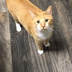 Calico Cattery