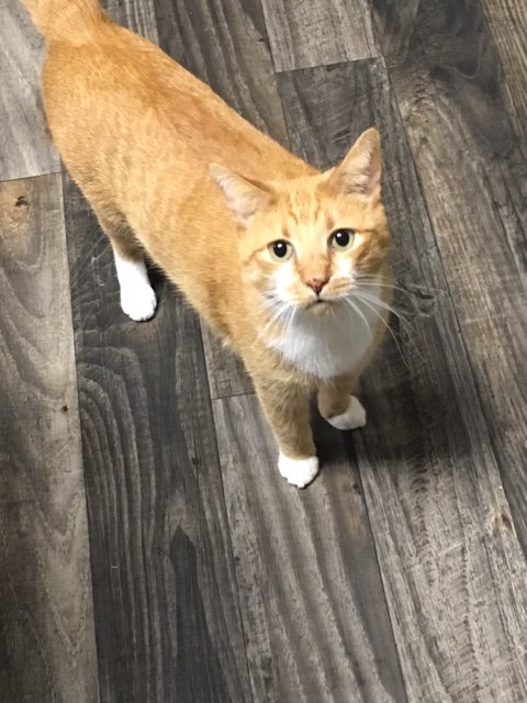 Calico Cattery - pet boarding facility in Meridian, ID
