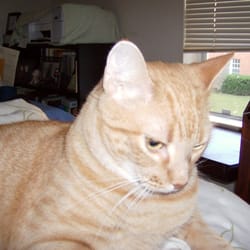 Fairhope Cat Coalition - Meatball - Neutered five year old male needs home.  Email: notailbunny@yahoo.com