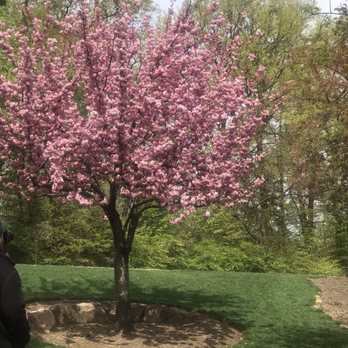 Branch Brook Park - Cherry Blossom - Parks Near Me - Newark, New Jersey