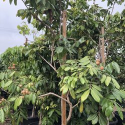 Perla Nursery - Logan