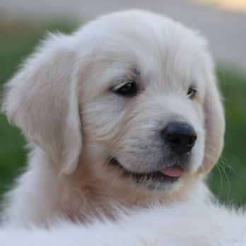 OC Goldens - Pet Breeders Near Me OC Goldens - Pet Breeders Near Me