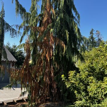 Bartlett Tree Experts - current state - Tree Services Near Me - Clackamas, Oregon Bartlett Tree Experts - current state - Tree Services Near Me - Clackamas, Oregon