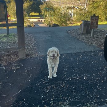 Ed R. Levin County Park - This dog was after us and we couldn't enjoy the picnic!!! - Dog Parks Near Me - Milpitas, California